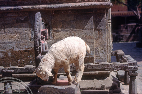 T03309. Sheep on a shrine. Changunarayan. Kathmandu Valley. Nepal. 14th March 1992