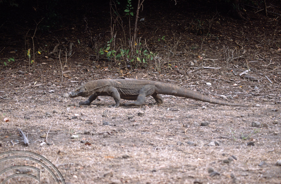 T04034. Komodo dragon. Komodo. Indonesia. 2nd September 1992