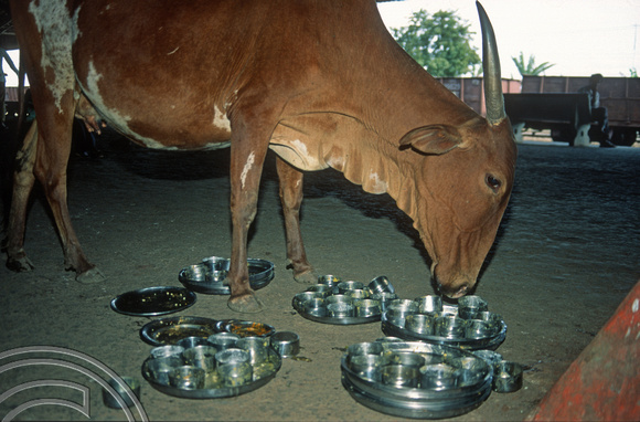 T03064. Cow cleaning plates. Londa Junction. Karnataka. India. December 1991.