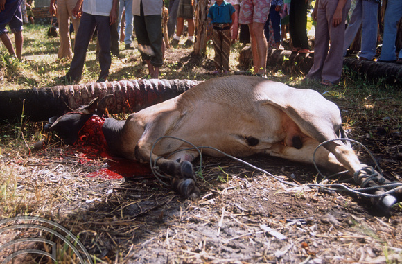 T03688. Slaughtered cow. Meninjau. West Sumatra. Indonesia.  11th June 1992