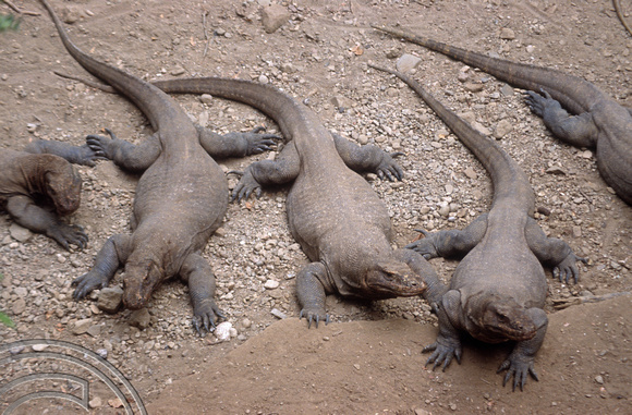 T04041. Komodo dragons. Komodo. Indonesia. 2nd September 1992