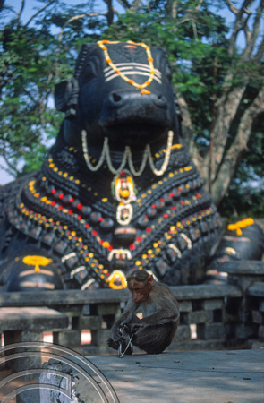 T03096. Monkey with stolen glasses. Chamundi Hill. Mysore. Karnataka. India. December 1991.