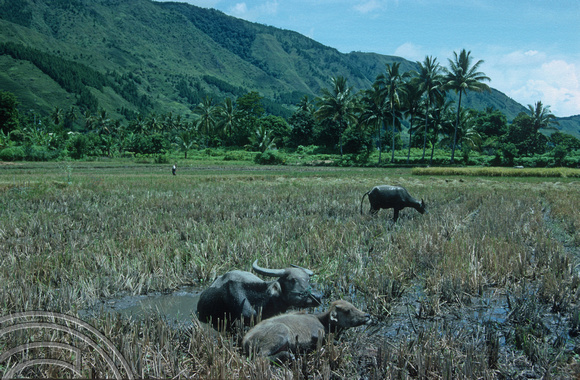 T03592. Water buffalo in the rice paddies. Samosir Island. Lake Toba. North Sumatra. Indonesia. 23rd May 1992