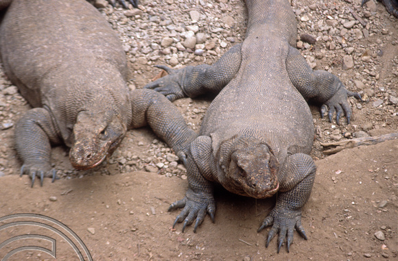 T04040. Komodo dragons. Komodo. Indonesia. 2nd September 1992