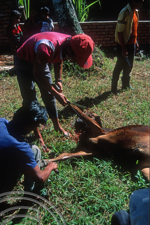 T03695. Skinning a slaughtering a cow. Meninjau. West Sumatra. Indonesia.  11th June 1992