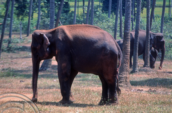 T03160. Elephant orphanage. Pinnewala. Sri Lanka. February 1992.