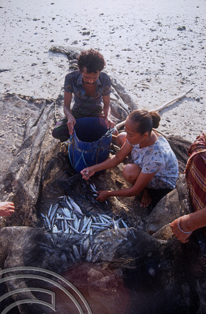 T04121. Fish caught from the beach. Semau Island. Timor. Indonesia. 14th September 1992