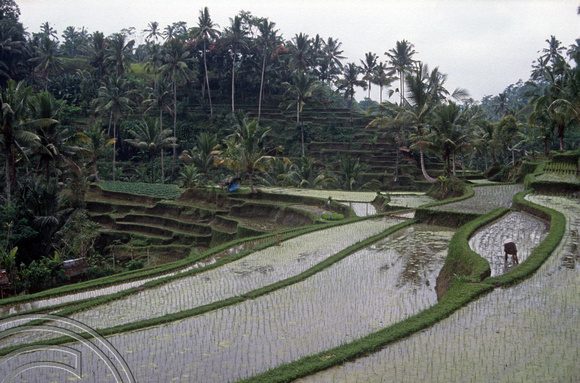 T03973. Rice terraces. Tampaksiring. Bali. Indonesia. August 1992