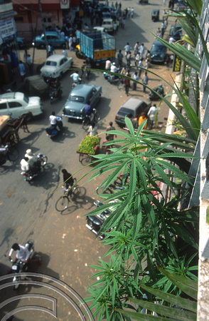 T03099. Cannabis plant growing in a restaurant planter. Mysore. Karnataka. India. December 1991.