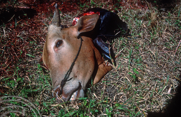 T03702. Slaughtering cow. Meninjau. West Sumatra. Indonesia.  11th June 1992