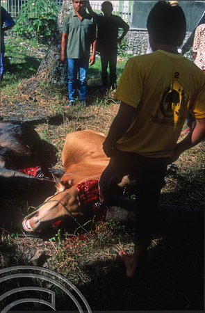 T03704. Bleeding a carcass. Meninjau. West Sumatra. Indonesia.  11th June 1992