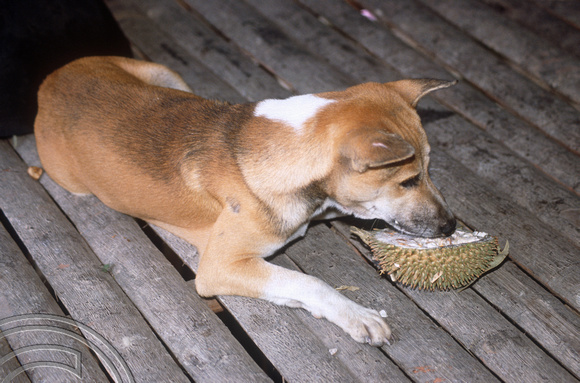 T03759. Dog eating Durian. Siberut. Mentawai Islands. Indonesia. June 1992