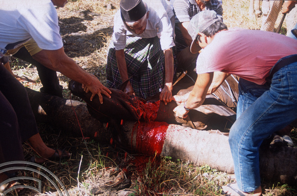 T03690. Slaughtering a cow. Meninjau. West Sumatra. Indonesia.  11th June 1992