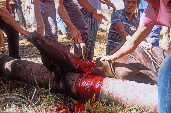 T03691. Slaughtering a cow. Meninjau. West Sumatra. Indonesia.  11th June 1992