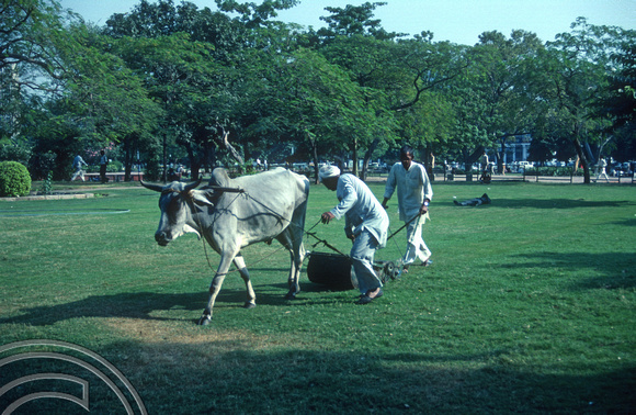 T02927. Ox-powered lawnmower. Connaught Place. Delhi. India. 24th October 1991
