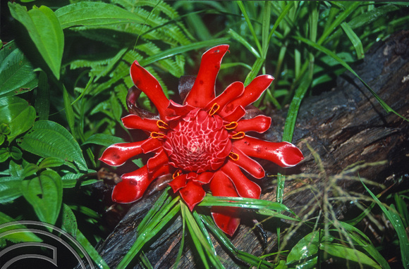 T03765. Jungle flower. Siberut. Mentawai Islands. Indonesia. 18th June 1992