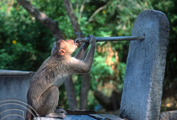T03094. Monkey drinking from a tap. Chamundi Hill. Mysore. Karnataka. India. December 1991.