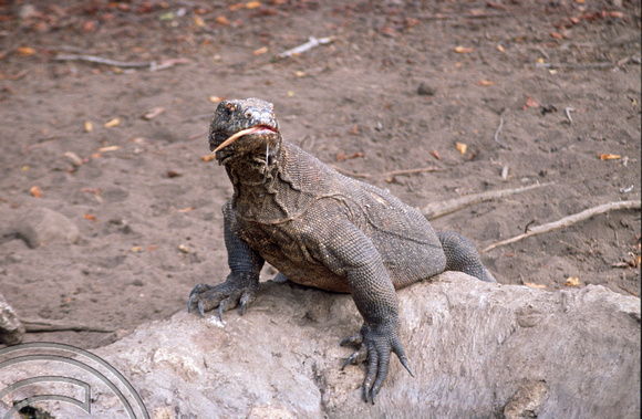 T04030. Komodo dragon. Komodo. Indonesia. 2nd September 1992