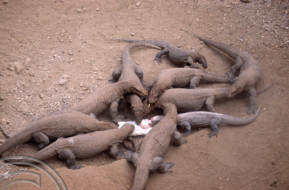 T04044. Feeding Komodo dragons. Komodo. Indonesia. 2nd September 1992.