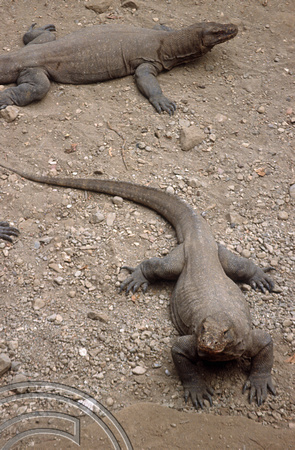 T04035. Komodo dragons. Komodo. Indonesia. 2nd September 1992