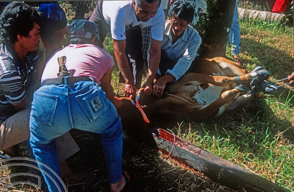 T03700. Slaughtering a cow. Meninjau. West Sumatra. Indonesia.  11th June 1992
