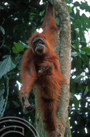 T7670. Orangutan and baby. Bukit Lawang. Sumatra. Indonesia. August 1998