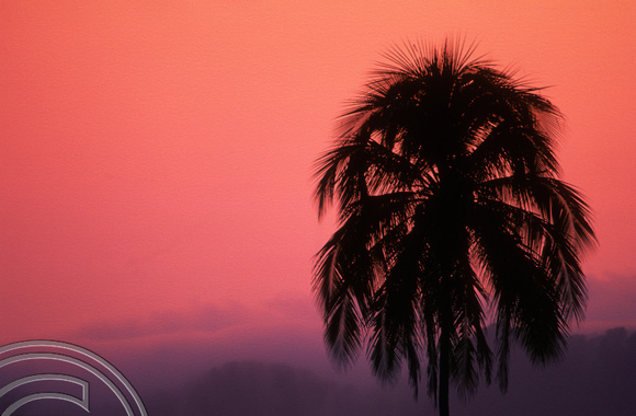 T7618. Palm tree at sunset. Lake Maninjau. West Sumatra. Indonesia. August.1998