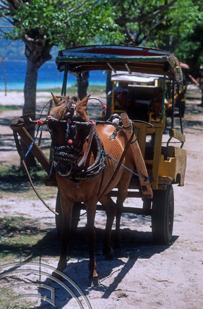 T4878. Horse taxi. Gili Trawangan. Lombok. Indonesia. December. 1994