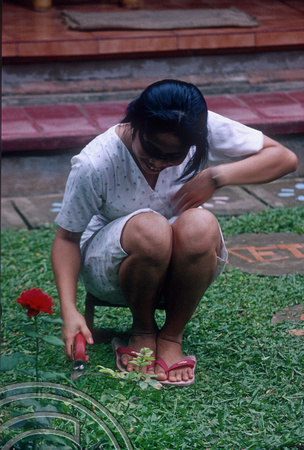T4927. Cutting a lawn with shears. Ubud. Bali. Indonesia. December. 1994