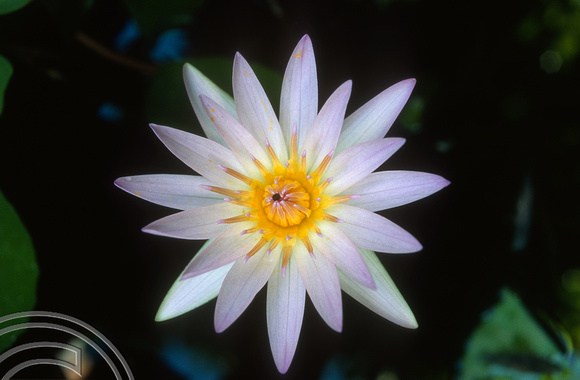 T4943. Lotus flower. Ubud. Bali. Indonesia. December. 1994