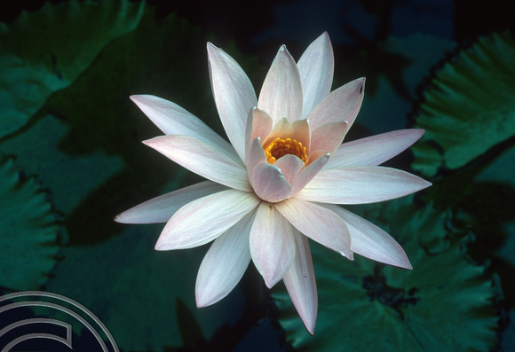 T4944. Lotus flower. Ubud. Bali. Indonesia. December. 1994