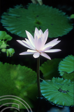 T4948. Lotus flower. Ubud. Bali. Indonesia. December. 1994