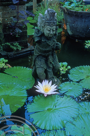 T4949. Lotus flower. Ubud. Bali. Indonesia. December. 1994