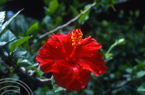 T4953. Red Hibiscus flower. Ubud. Bali. Indonesia. December. 1994