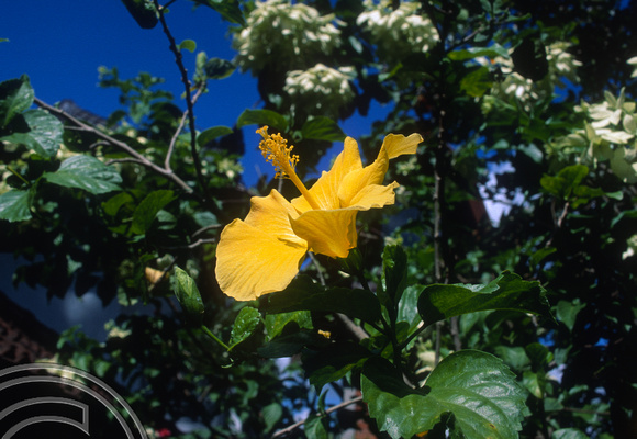 T4954. Yellow Hibiscus flower. Ubud. Bali. Indonesia. December. 1994