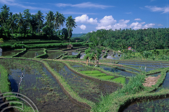 T4979. Rice paddies. Tirtagangga. Bali. Indonesia. January 1995