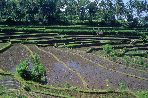 T4976. Rice paddies. Tirtagangga. Bali. Indonesia. January 1995