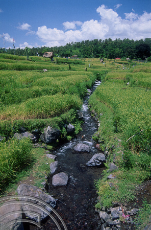T4980. Stream in the rice paddies. Tirtagangga. Bali. Indonesia. January 1995