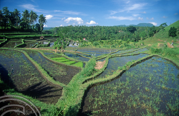 T4991. Rice paddies. Tirtagangga. Bali. Indonesia. January 1995