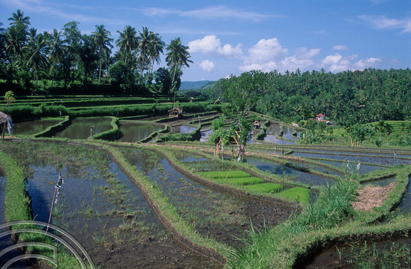 T4989. Rice paddies. Tirtagangga. Bali. Indonesia. January 1995