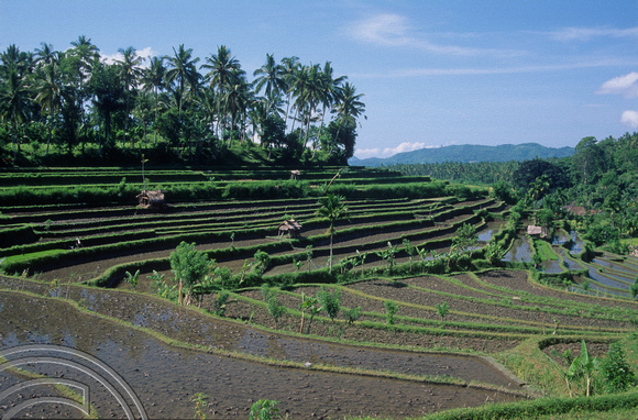 T4987. Rice paddies. Tirtagangga. Bali. Indonesia. January 1995