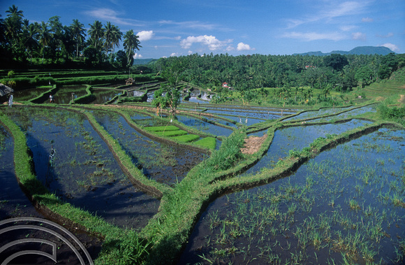 T4990. Rice paddies. Tirtagangga. Bali. Indonesia. January 1995