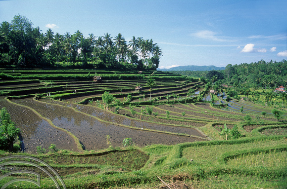 T4994. Rice paddies. Tirtagangga. Bali. Indonesia. January 1995