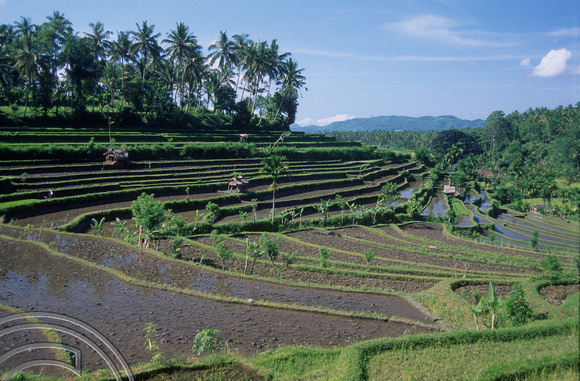 T4995. Rice paddies. Tirtagangga. Bali. Indonesia. January 1995