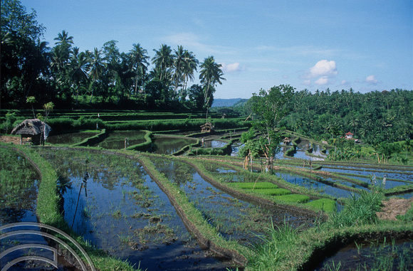 T4996. Rice paddies. Tirtagangga. Bali. Indonesia. January 1995