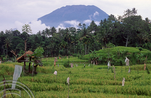 T5022. Rice paddies and Mt Agung. Tirtagangga. Bali. Indonesia. January 1995