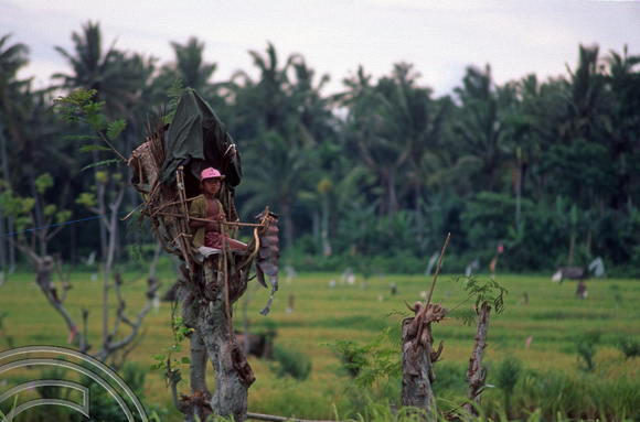 T5010. Boy bird scaring. Tirtagangga. Bali. Indonesia. January 1995
