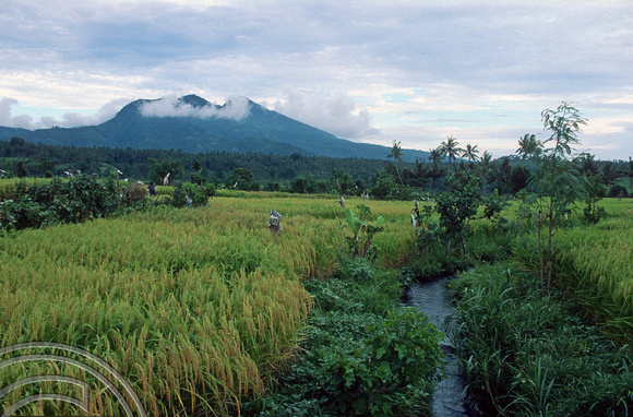 T5017. Rice paddies. Tirtagangga. Bali. Indonesia. January 1995