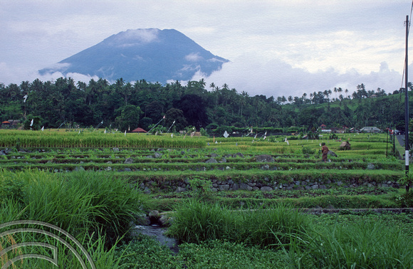 T5019. Rice paddies and Mt Agung. Tirtagangga. Bali. Indonesia. January 1995
