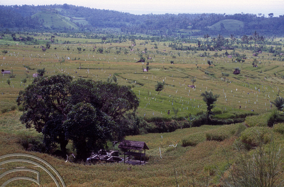T5027. Paddy fields. Tirtagangga. Bali. Indonesia. January 1995